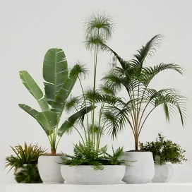 Plants collection 2